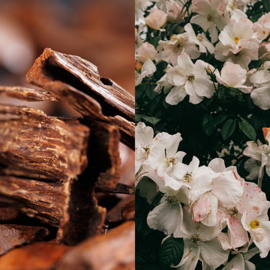 Unlocking the Allure: Why Oud and Musk are Exceptional Notes for Perfumes